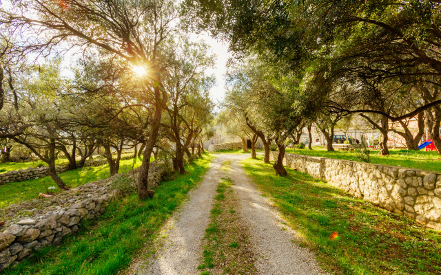 The Olive Paradise Apartments