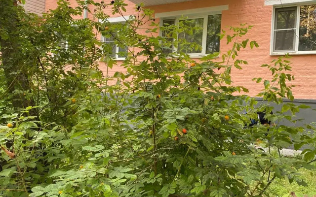 Na Normandiya-Neman Flat