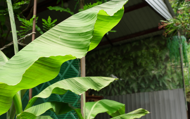 Laza Guest House