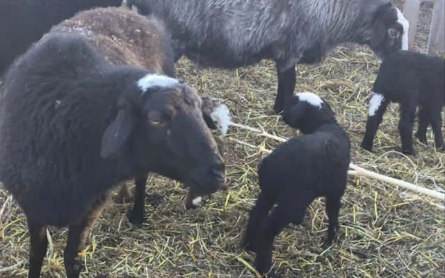 Глэмпинг Наедине