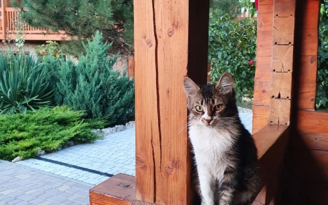Kaplya Yantarya Guest House
