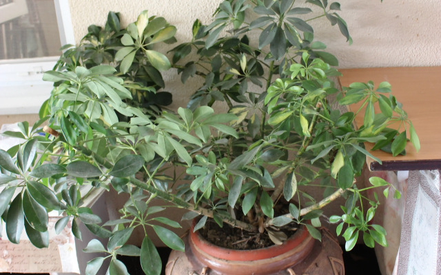 Edem Guest House