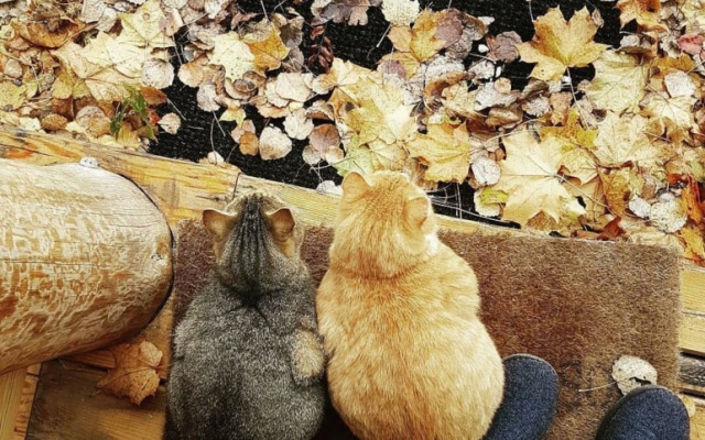 Апартаменты У лукоморья 1