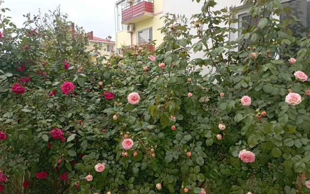 Lotos Guest house