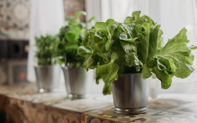 Апартаменты Alpine Urban Garden 4