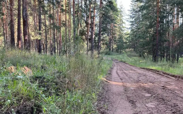 Апартаменты Сосны