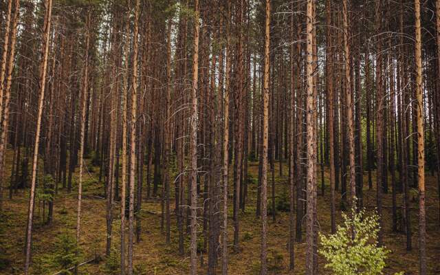 Гостевой дом Green house Kerelia