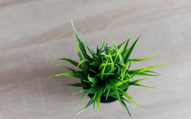 Tolstoy Boldina Flat