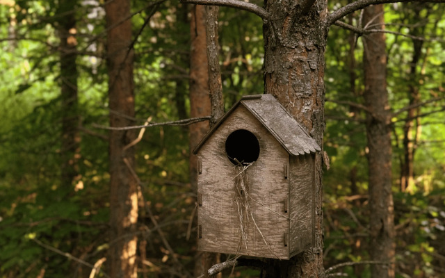 Глэмпинг Сосны