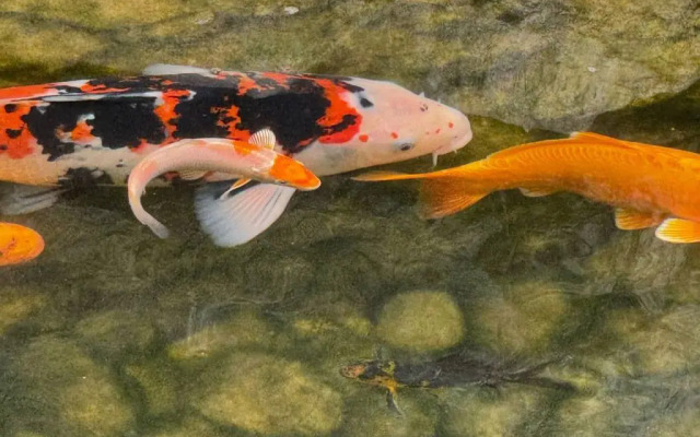 Апартаменты Локация Японский Сад