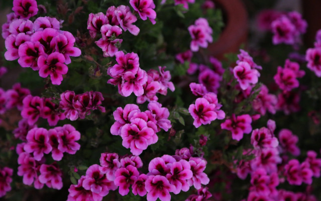 Отель Emirsoy Harası