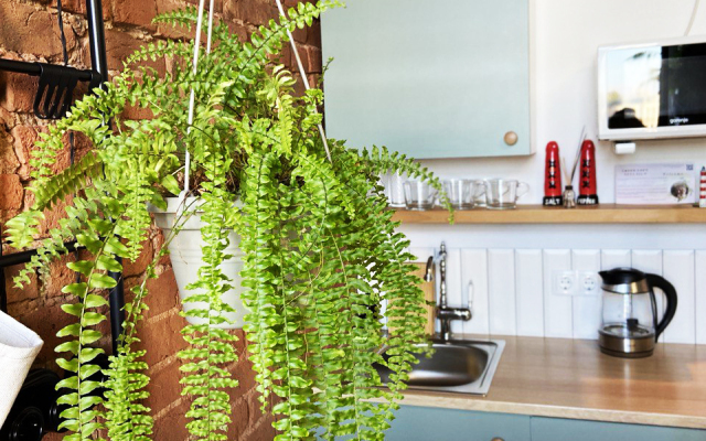 Апартаменты Green Loft Neva View