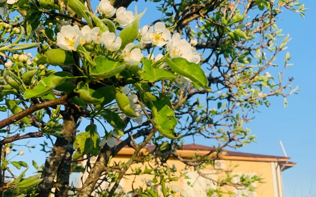 Divny Sad Guest House