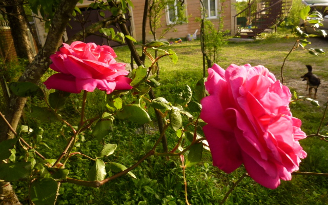 Country House Uliana Guest House
