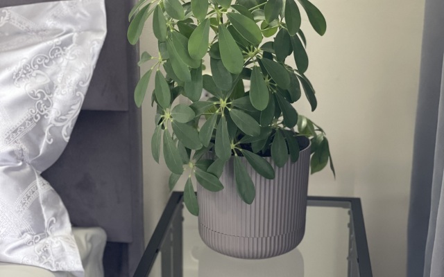 Квартира Уютная дизайнерская квартира