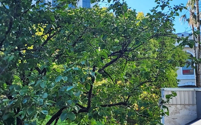 Шале Eteri guest house