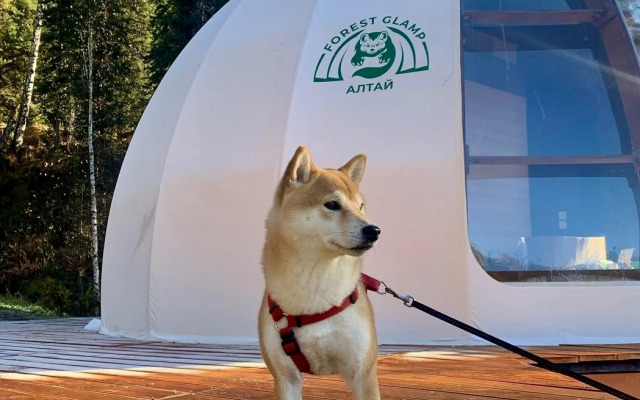Recreation camp Altay Forest Glamp