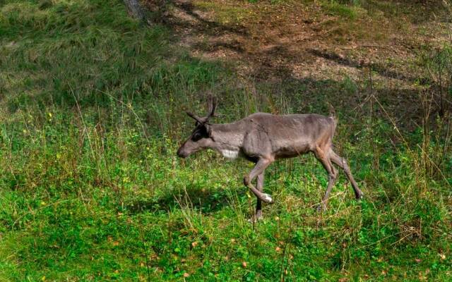 База отдыха Загородный клуб Оленья Гора