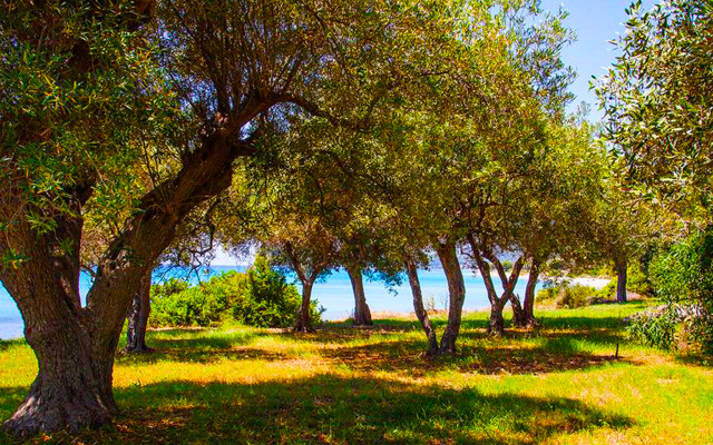 Malt BeachFront Villa