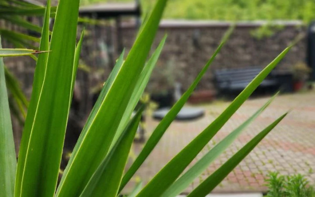 Villa Soho Sochi Russia Guest house