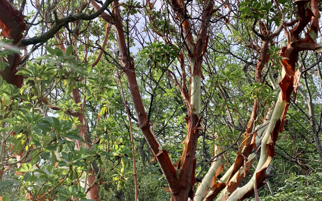 Апартаменты Морской Бриз Никита