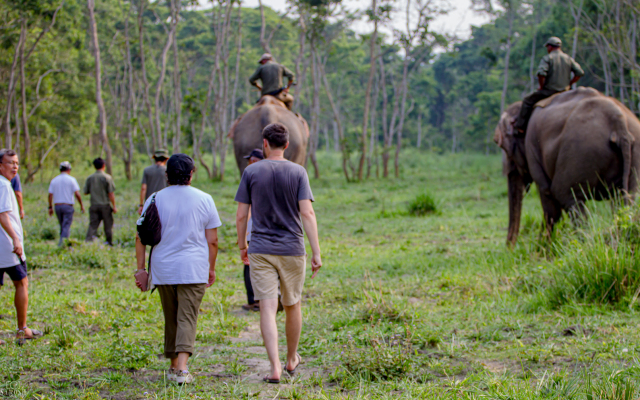 Кемпинг Tigertops Elephant Camp