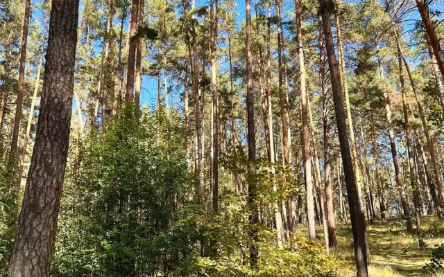 Апартаменты Сосны