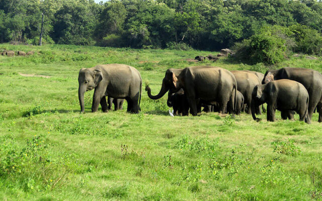 Camping Yala Hotel Ravana luxury Safari Camp Tents