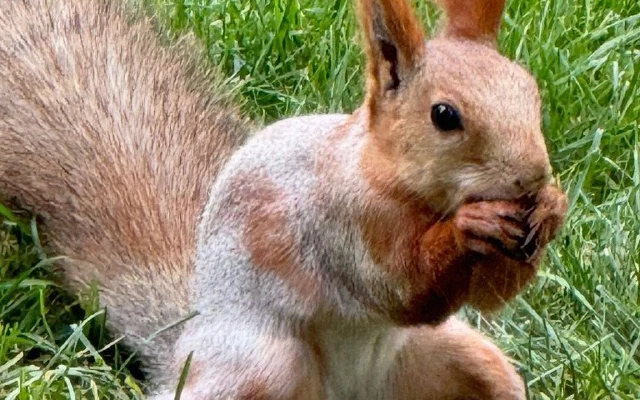 Апартаменты Локация Японский Сад