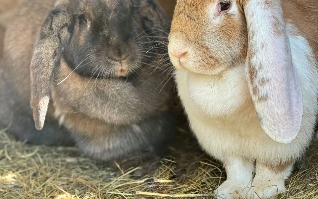 База отдыха Павлов Вилладж