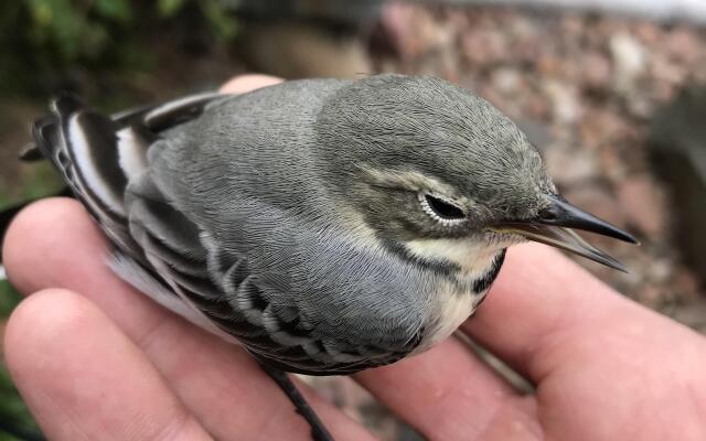 Гостевой дом Дом в Карелии