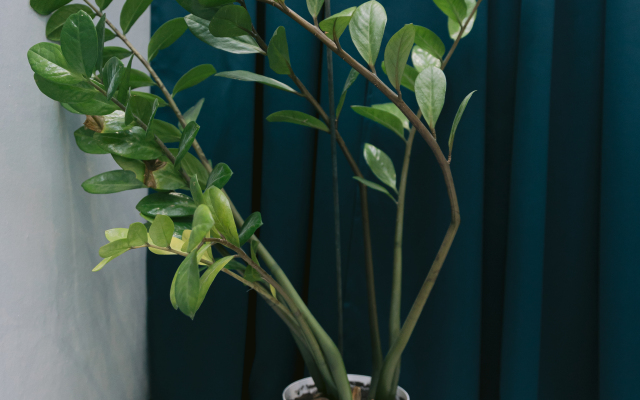 Квартира Гармония ЖК Московский