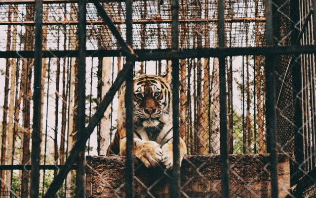 Частный Дом Ёлки 3