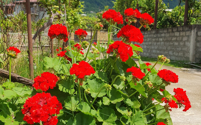 Abaza Guest House