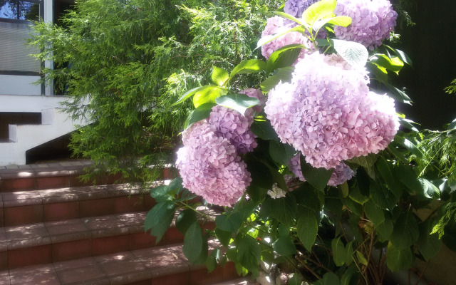 Evkalipt Guest house