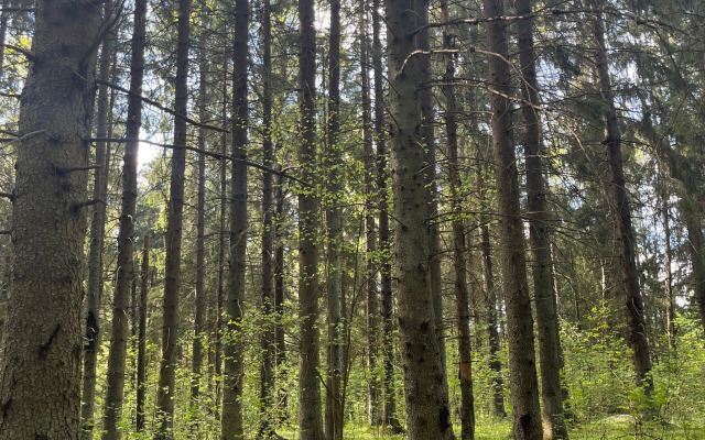 Квартира Семейная в Сосновом Лесу