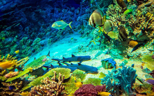 Aqua Life Guest House