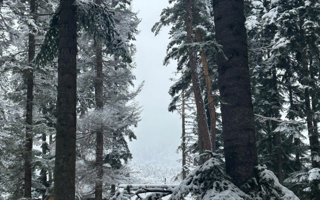 Пихтовый парк