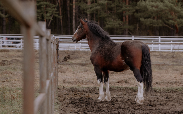 Отель Пайн Ривер