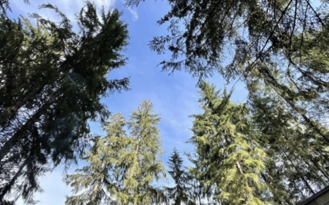 Шале Сказочная Скаут дача в хвойном лесу