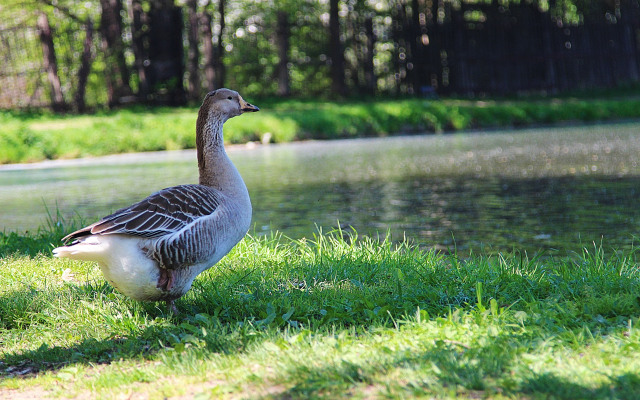 Апартаменты на Мельнице