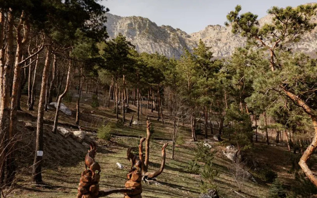 Отель Forrest Terrace