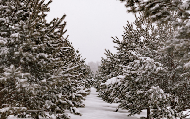 Эко-ферма Просторы Life