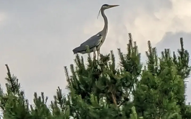 Вилла Тургеневские острова 2