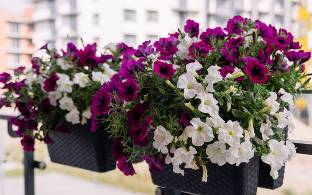 Апартаменты Apart-Deluxe Легенды Моря