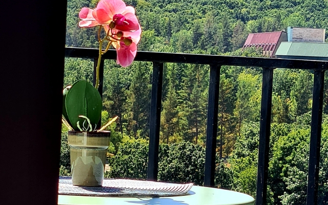 Nature View Designer Studio