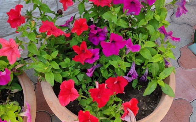 Gostevoy Dom na Tsitrusovoy