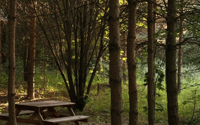 Глэмпинг Сосны