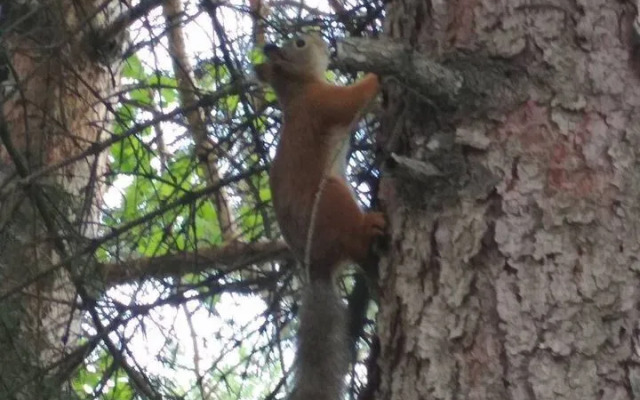 Квартира в Доме Ясень 2