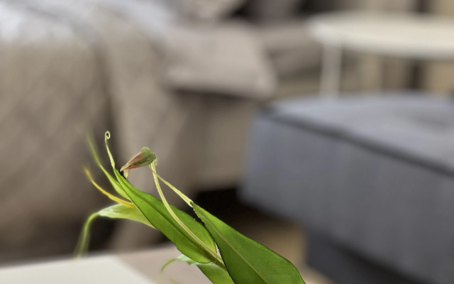 Квартира с видом на старый парк